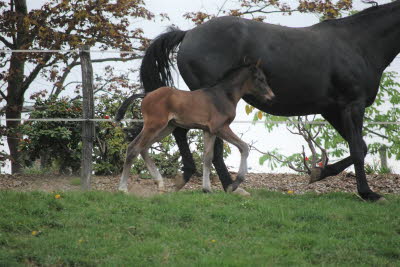 HF von Taloubet Z x Diarado