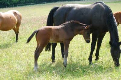 HF von Taoubet Z x Diarado