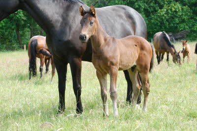 Hf von Taloubet Z x Diarado