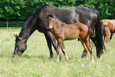 Hf v. Taloubet Z x Diarado