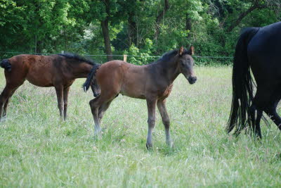 Hf v. Taloubet Z x Diarado