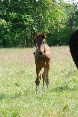 Hf von Taloubet Z x Diarado