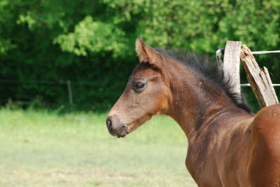 Hf von Taloubet x Diarado