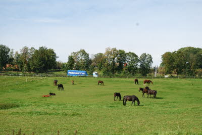 Stuten- und Fohlenwiese