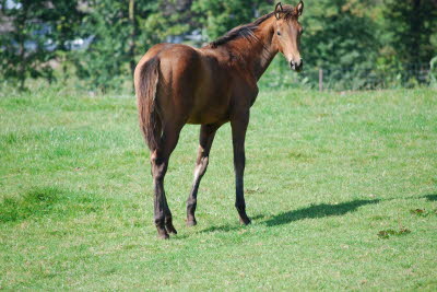 ST von Verdi x Sir Shutterfly