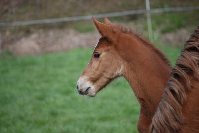 SF von Zinedine x Aska Z