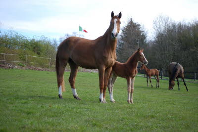 Stute von Aska Z x Weinberg m. SF von Zinedine